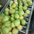 Fresh New Crop Honey Pomelo